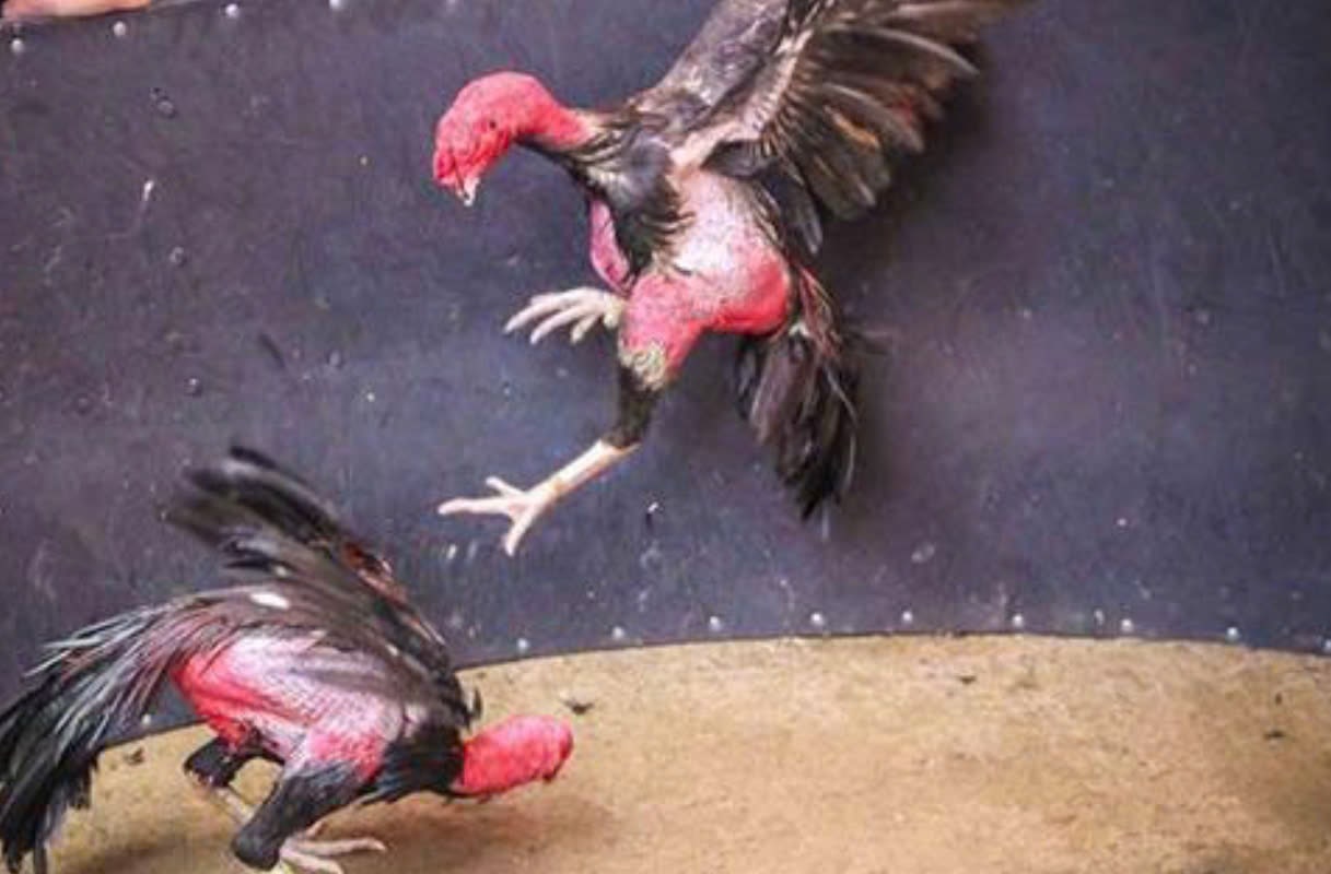 Hướng dẫn tham gia Đá Gà Asil 12bet