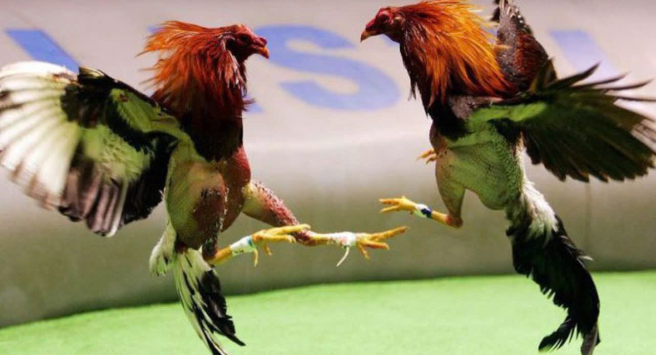 Thành công của kênh đá gà cực sắt 12bet