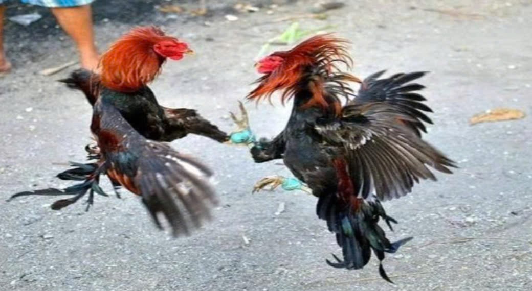 Sử dụng các loại hạt như ngô, lúa mì làm thực phẩm chính cho Đá Gà Shamo 12bet