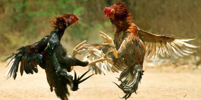 Cách phân định thắng thua Đá Gà Thomo 12bet