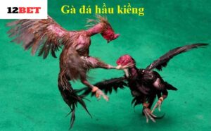 Gà Đá Hầu Kiềng 12bet là gì?