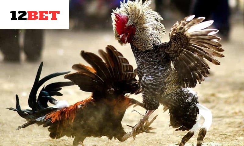 Cách chọn Gà Đá Hầu Kiềng 12bet chuẩn