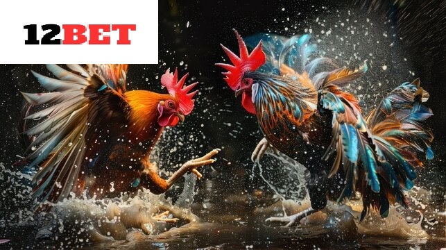 Nuôi Đá Gà Shamo 12bet cần biết những gì?